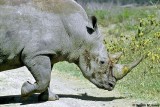 White Rhino, Nakuru 020115