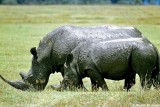 White Rhino, Nakuru 020504