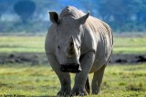White Rhino, Nakuru 030137