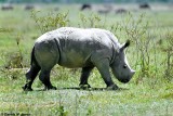 White Rhino, Nakuru 030214