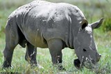 White Rhino, Nakuru 030225