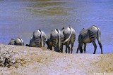 Grevys Zebra, Samburu 020819
