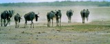 Wildebeest, Amboseli 0622