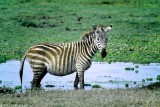 Zebra, Amboseli 0610