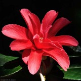 Camellia, Kingston Lacy 1341