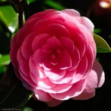 Camellia, Kingston Lacy 1350