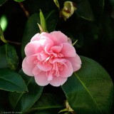 Camellia, Kingston Lacy 1351