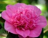 Camellia, Kingston Lacy 1359
