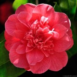 Camellia, Kingston Lacy 1360