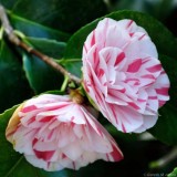 Camellia, Kingston Lacy 1367