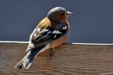 Chaffinch, Kingston Lacy 0888