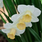 Daffodil, Kingston Lacy 1346