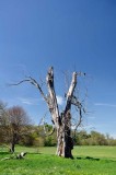 Tree, Kingston Lacy 1459