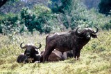 Buffalo, Aberdare 0611