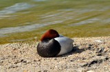 Pochard, Wildfowl & Wetlands Trust, 1036