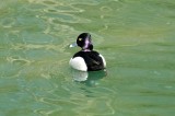 HELP! ID PLEASE - Wildfowl & Wetlands Trust, 1039