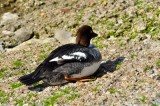 Goldeneye, Wildfowl & Wetlands Trust, 1048