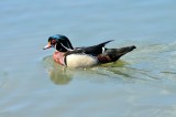 American Wood Duck, Wildfowl & Wetlands Trust, 1051