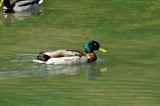 Mallard, Wildfowl & Wetlands Trust, 1054