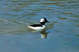 Bufflehead Duck, Wildfowl & Wetlands Trust, 1055