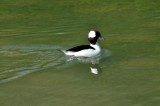 Bufflehead Duck, Wildfowl & Wetlands Trust, 1061