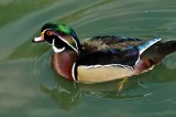 American Wood Duck, Wildfowl & Wetlands Trust, 1073