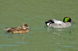 Falcated Duck, Wildfowl & Wetlands Trust, 1119