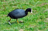 Coot, Wildfowl & Wetlands Trust, 1198