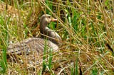 Greylag Goose, Wildfowl & Wetlands Trust, 1219