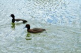 Tufted Duck, Wildfowl & Wetlands Trust, 1219