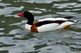 Shelduck, Wildfowl & Wetlands Trust, 1243