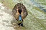 Mallard, Wildfowl & Wetlands Trust, 1246