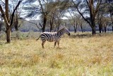 Zebra, Nakuru 1434