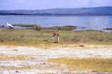 Lake Nakuru 1513