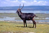 Waterbuck, Nakuru 1522