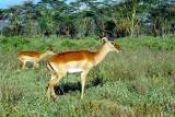 Impala, Nakuru 0312