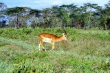Impala, Nakuru 0313