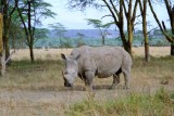 Rhinoceros, Nakuru 0326