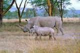 Rhinoceros, Nakuru 0327
