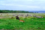 Lake Nakuru 0334