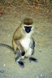 Monkey, Nakuru 0430