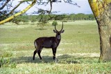 Waterbuck, Nakuru 0419