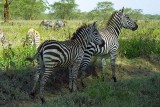 Zebra, Nakuru 0537