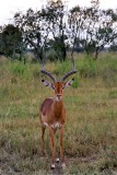 Impala, Nakuru 0611
