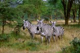 Zebra, Nakuru 0620