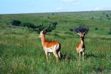 Impala, Nakuru 0803