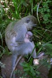 Monkey, Nakuru 0801