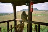 Baboon, Nakuru 0805