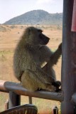 Baboon, Nakuru 0806