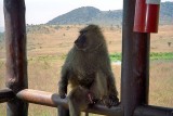 Baboon, Nakuru 0807